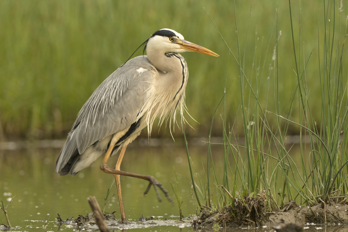 SOM Pettazzuro – Censimento avifauna – Le specie dominanti