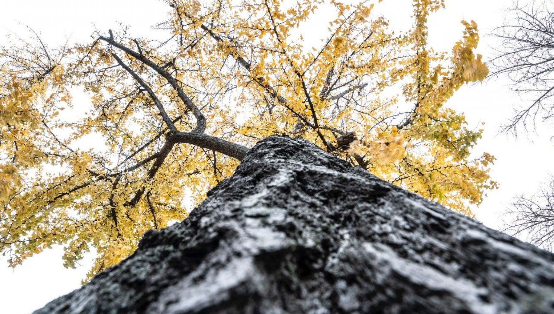 90 000 Alberi per la Bassa Modenese