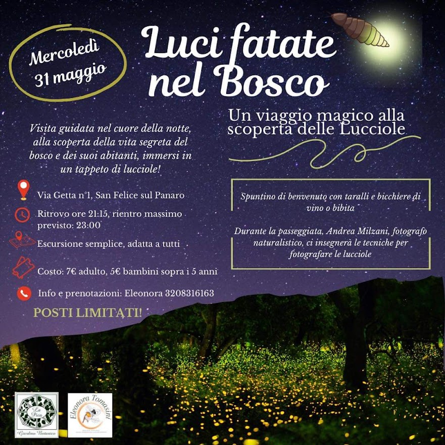 Mercoledì 31a San Felice – Luci fatate nel Bosco