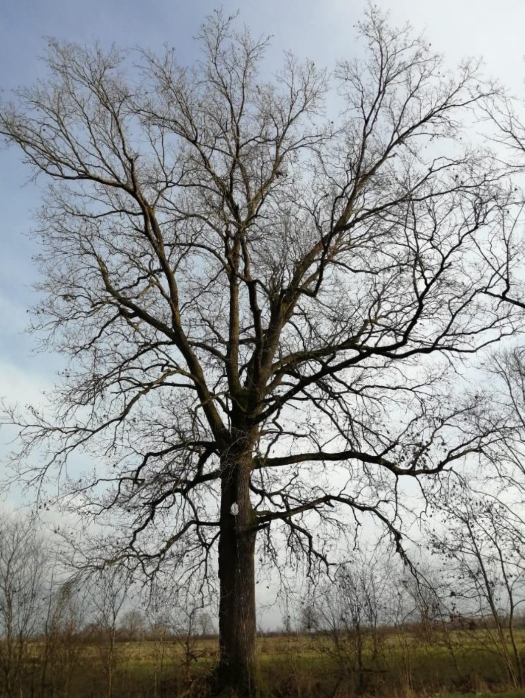 La grande quercia di San Martino Spino