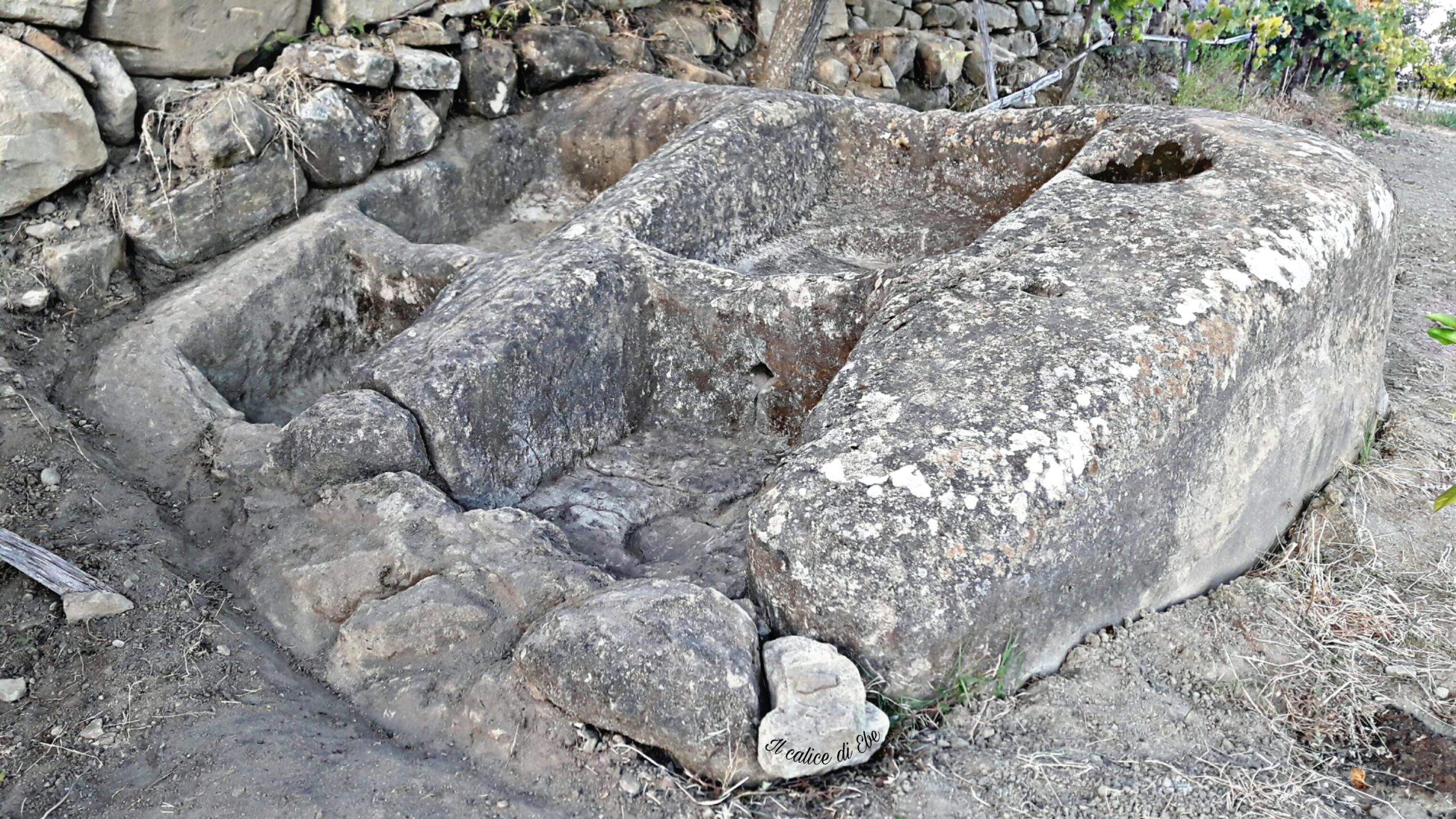 Lambrusco – I "lambruschi: dalle origini della viticoltura al declino dell'impero Romano