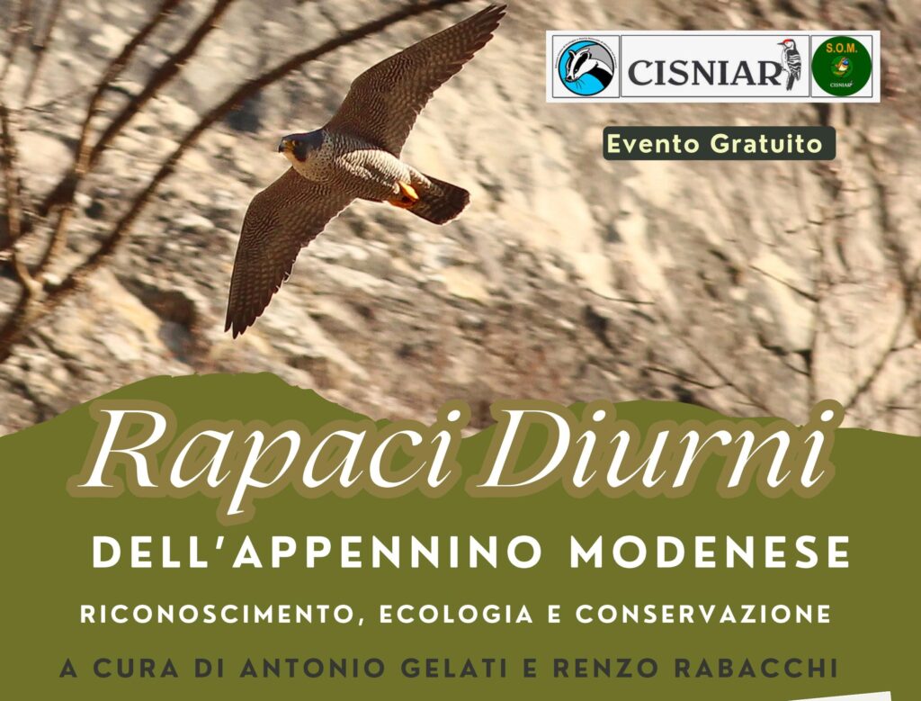 17 Novembre - S.O.M - Rapaci diurni dell'Appennino Modenese