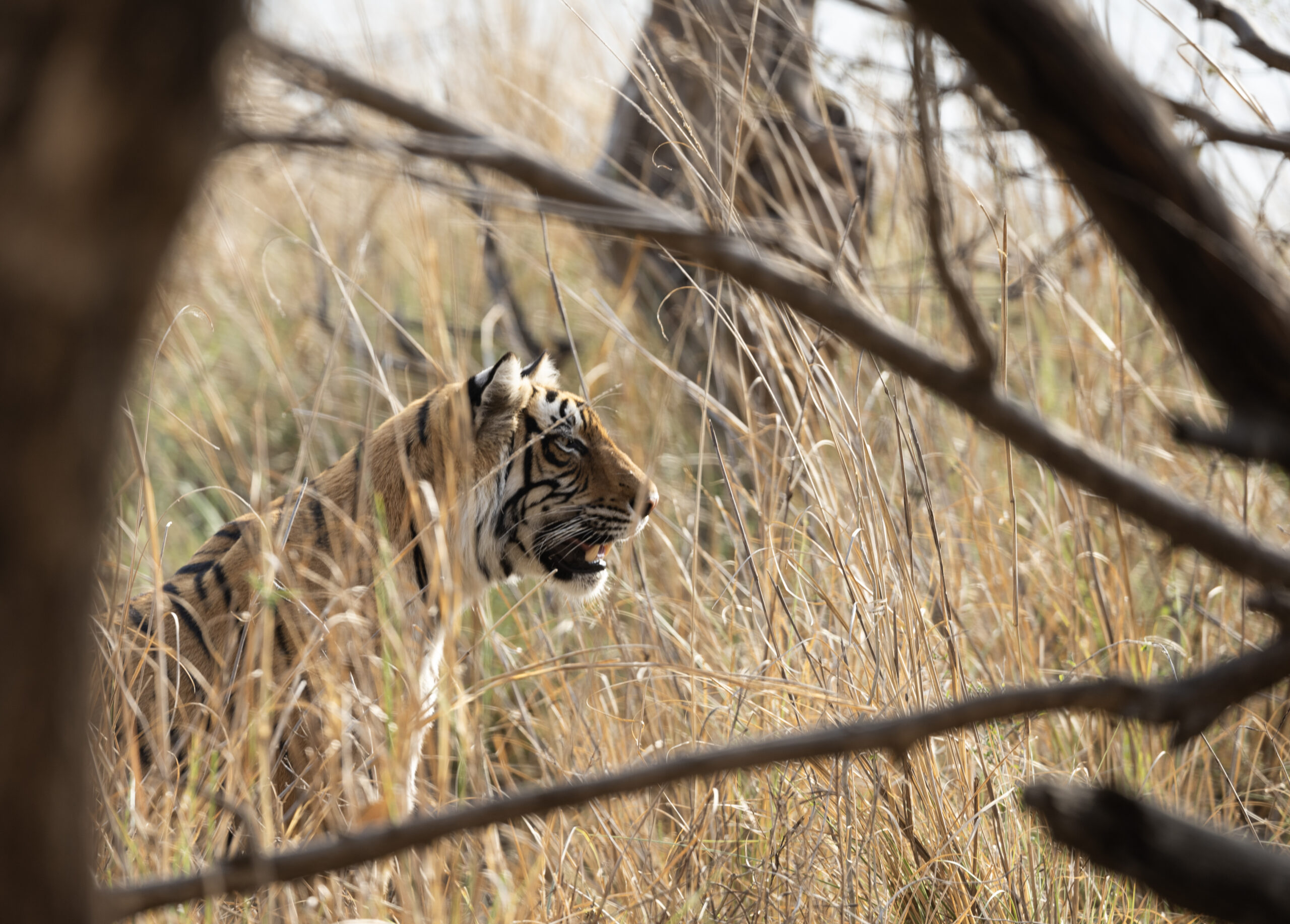 Donatella Bucci – Viaggi e non solo – NP Ranthambore e la tigre del Bengala