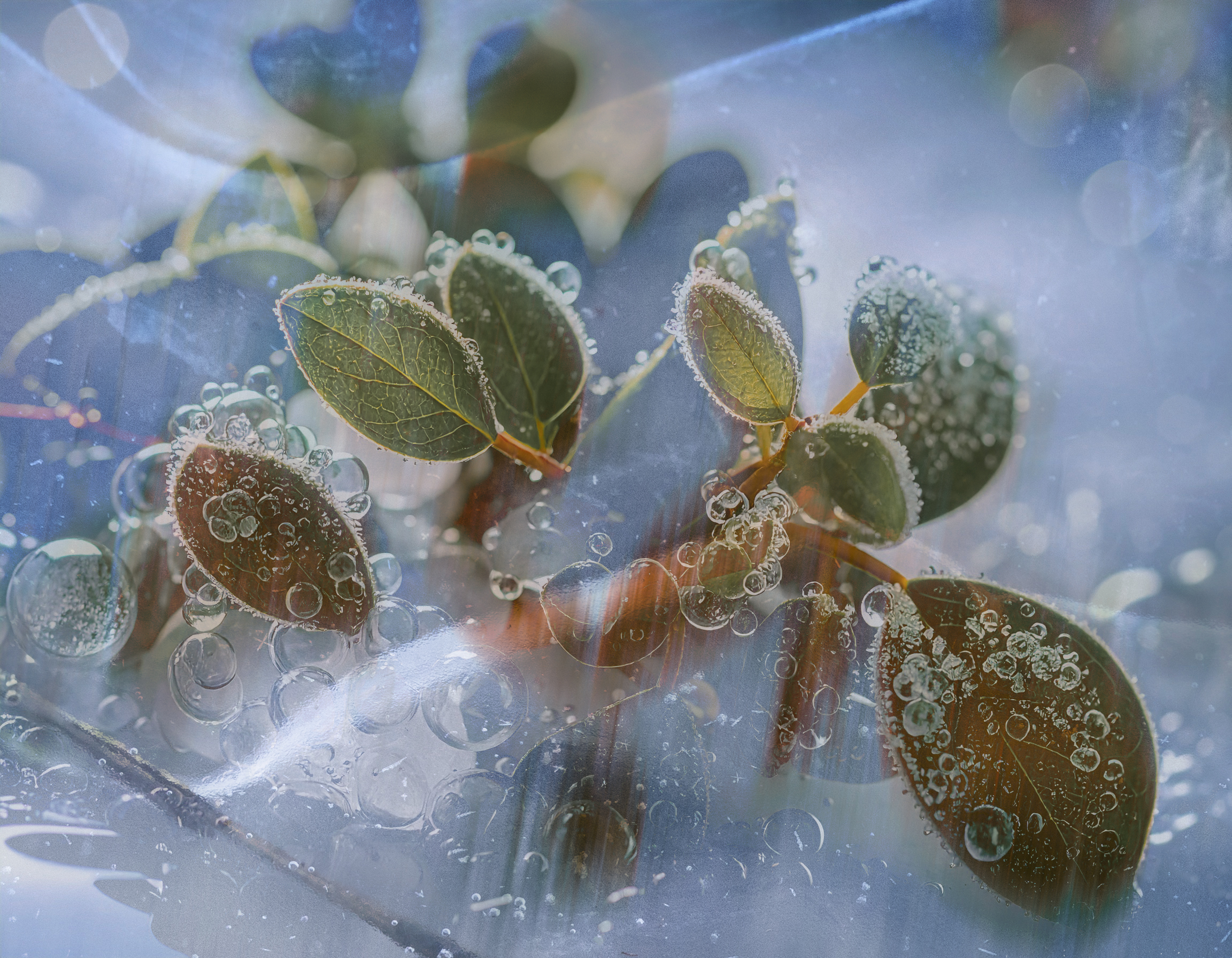 Donatella Bucci – La galaverna torna nella Bassa