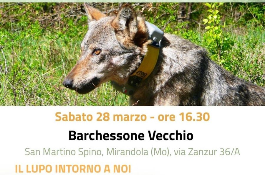28 Marzo a San Martino Spino – Per “Vivi i Barchessoni”- Il lupo intorno a noi